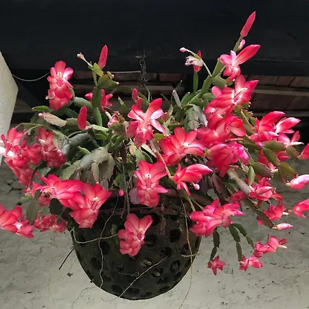 ベッド・アンド・ブレックファスト Vitorina Corte