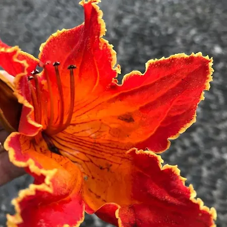 ベッド・アンド・ブレックファスト Vitorina Corte