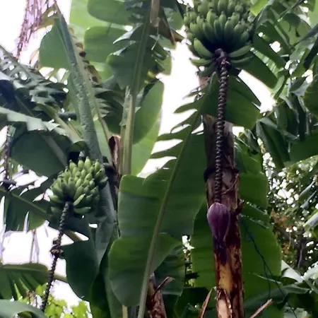 Vitorina Corte ベッド・アンド・ブレックファスト フンシャル