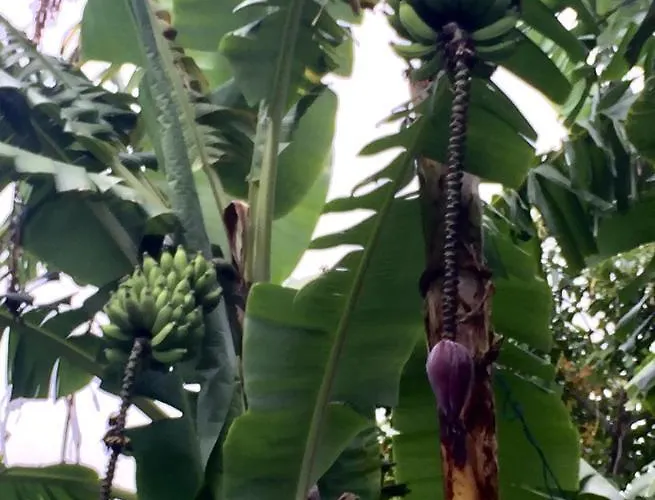 Vitorina Corte Bed & Breakfast Funchal (Madeira)