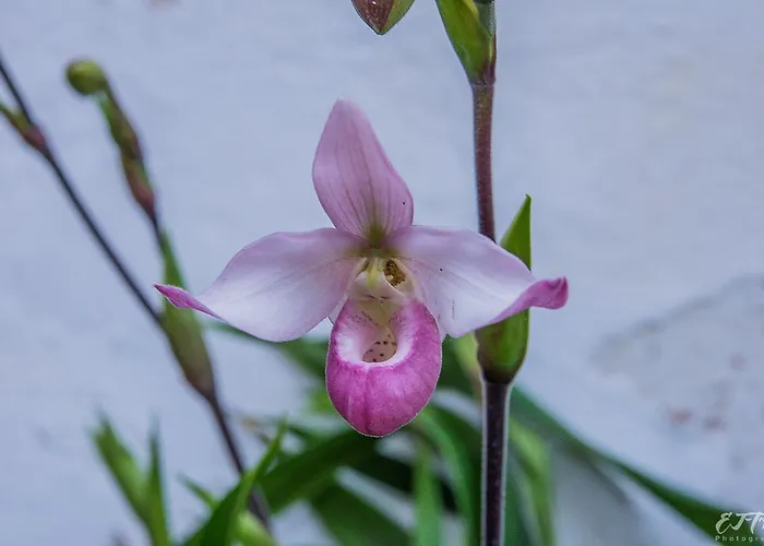Vitorina Corte 2* Funchal (Madeira)