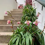 Vitorina Corte