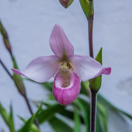 Vitorina Corte 2* Funchal (Madeira)