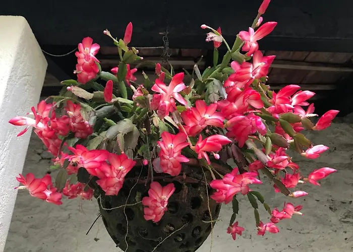 住宿加早餐酒店 维托利亚科尔特宾馆