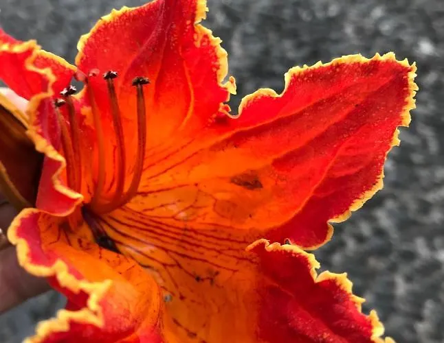 فندق مبيت وإفطار Vitorina Corte