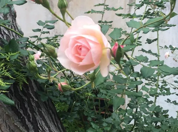 维托利亚科尔特宾馆 2*